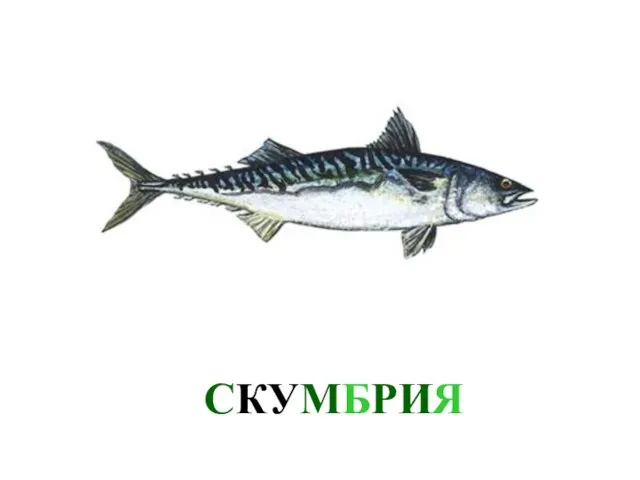 СКУМБРИЯ