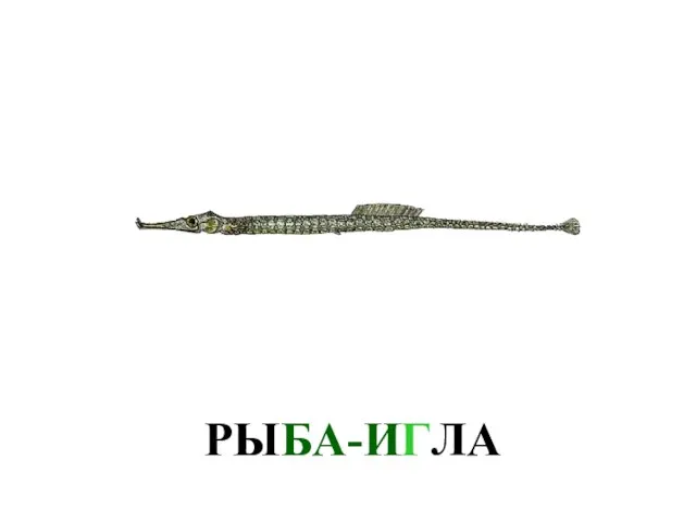 РЫБА-ИГЛА