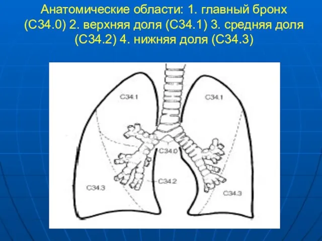 Анатомические области: 1. главный бронх (С34.0) 2. верхняя доля (С34.1) 3. средняя