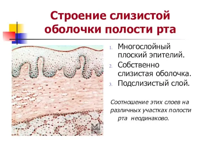 Строение слизистой оболочки полости рта Многослойный плоский эпителий. Собственно слизистая оболочка. Подслизистый