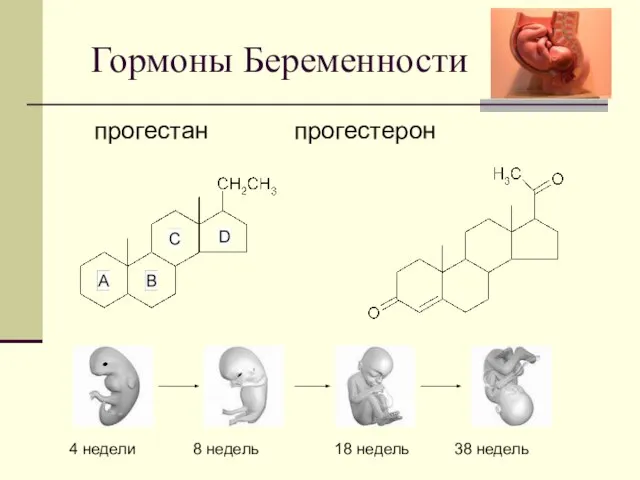 Гормоны Беременности прогестан прогестерон 4 недели 8 недель 18 недель 38 недель