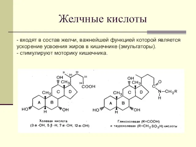 Желчные кислоты - входят в состав желчи, важнейшей функцией которой является ускорение