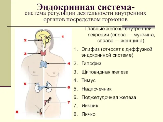 Эндокринная система- система регуляции деятельности внутренних органов посредством гормонов Главные железы внутренней