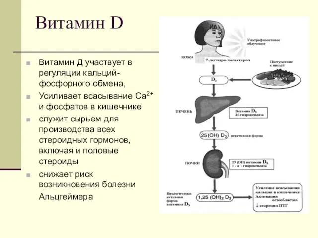 Витамин D Витамин Д участвует в регуляции кальций-фосфорного обмена, Усиливает всасывание Ca2+