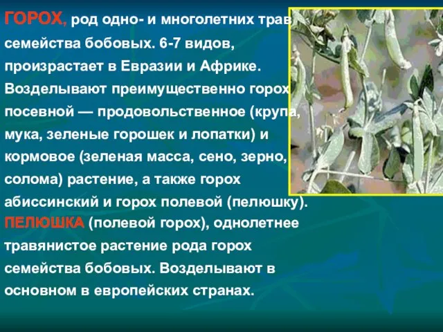 ПЕЛЮШКА (полевой горох), однолетнее травянистое растение рода горох семейства бобовых. Возделывают в