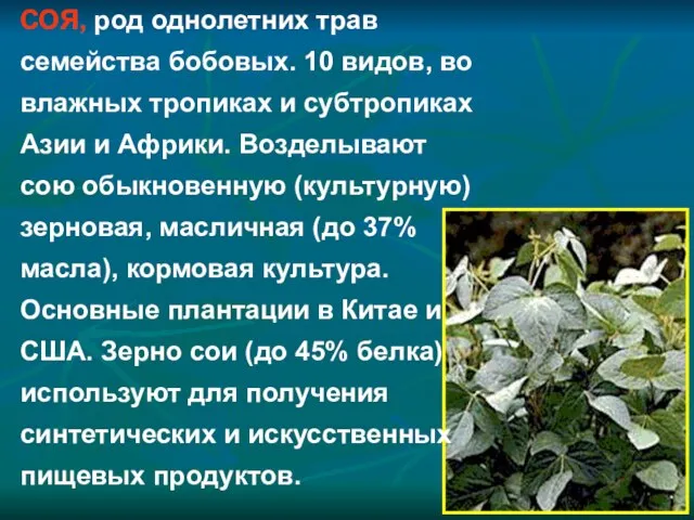 СОЯ, род однолетних трав семейства бобовых. 10 видов, во влажных тропиках и