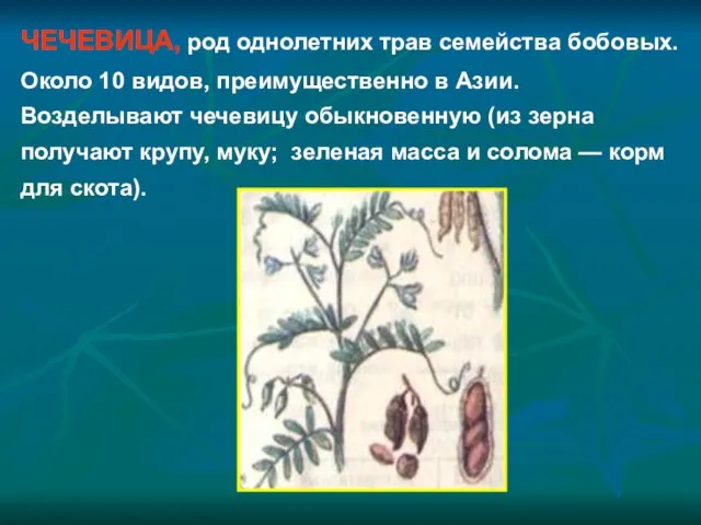 ЧЕЧЕВИЦА, род однолетних трав семейства бобовых. Около 10 видов, преимущественно в Азии.