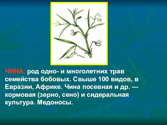 ЧИНА, род одно- и многолетних трав семейства бобовых. Свыше 100 видов, в