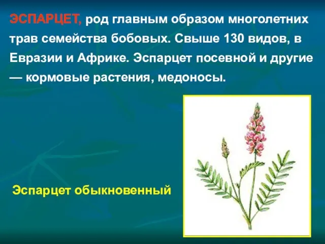 ЭСПАРЦЕТ, род главным образом многолетних трав семейства бобовых. Свыше 130 видов, в