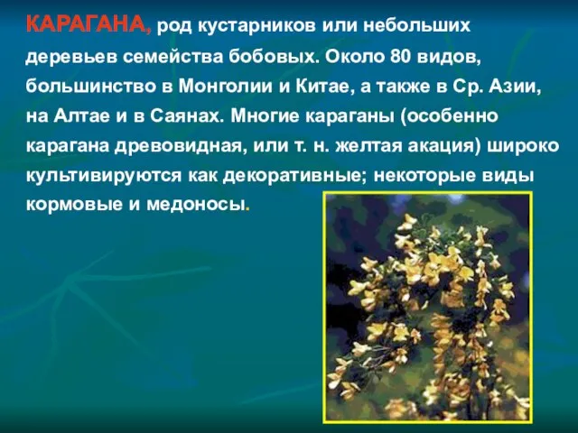 КАРАГАНА, род кустарников или небольших деревьев семейства бобовых. Около 80 видов, большинство