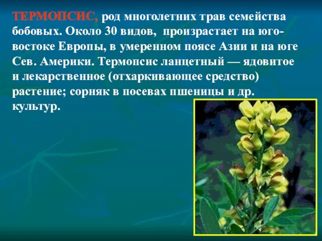 ТЕРМОПСИС, род многолетних трав семейства бобовых. Около 30 видов, произрастает на юго-востоке