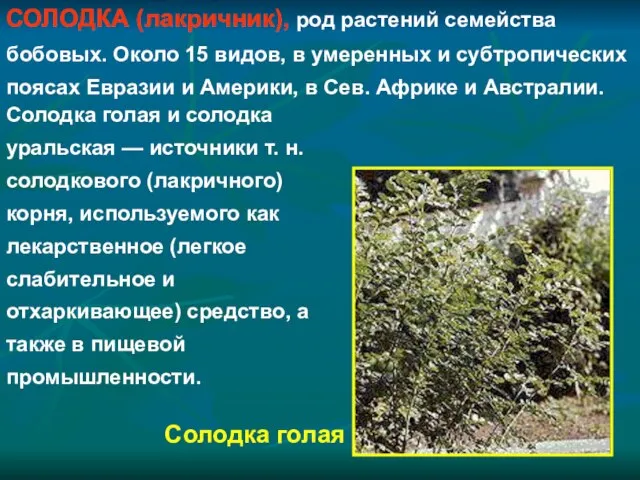 СОЛОДКА (лакричник), род растений семейства бобовых. Около 15 видов, в умеренных и