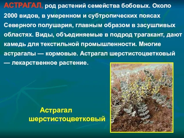 АСТРАГАЛ, род растений семейства бобовых. Около 2000 видов, в умеренном и субтропических