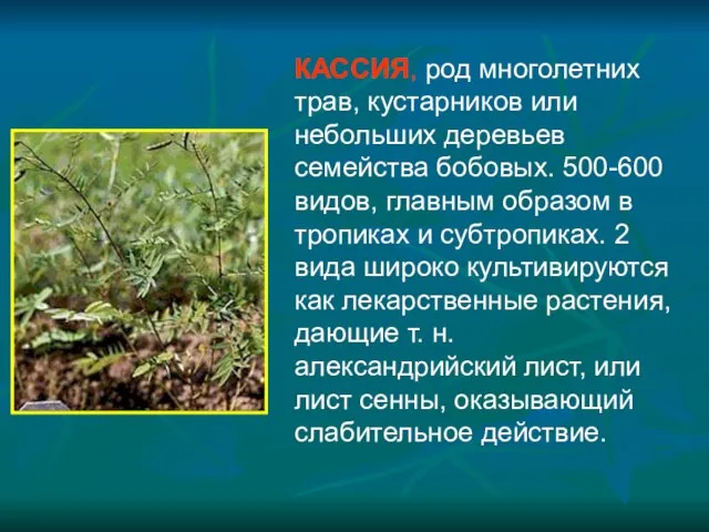 КАССИЯ, род многолетних трав, кустарников или небольших деревьев семейства бобовых. 500-600 видов,