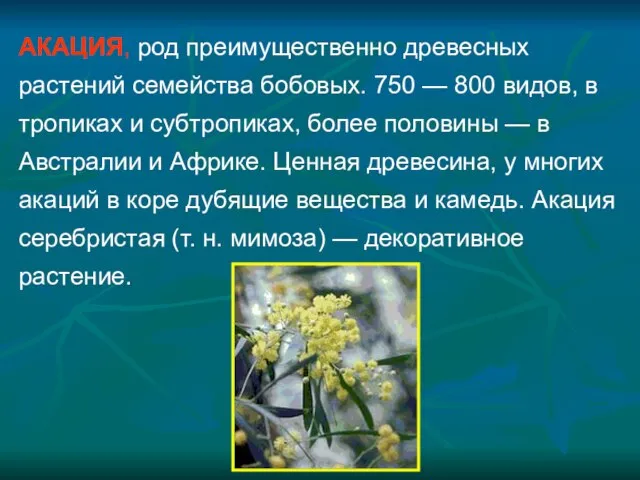 АКАЦИЯ, род преимущественно древесных растений семейства бобовых. 750 — 800 видов, в