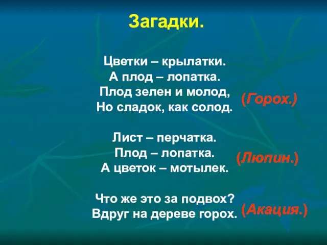 Загадки. Цветки – крылатки. А плод – лопатка. Плод зелен и молод,