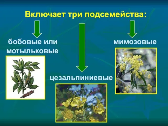 Включает три подсемейства: бобовые или мимозовые мотыльковые цезальпиниевые