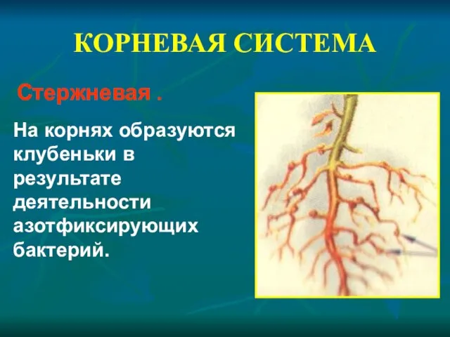 КОРНЕВАЯ СИСТЕМА Стержневая . На корнях образуются клубеньки в результате деятельности азотфиксирующих бактерий.