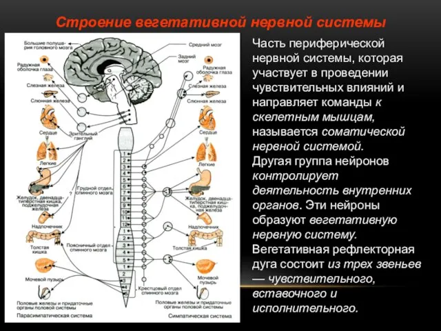 Строение вегетативной нервной системы Часть периферической нервной системы, которая участвует в проведении
