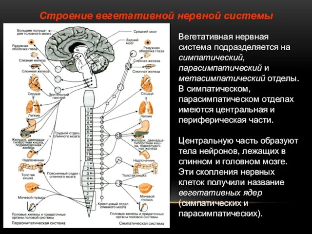 Строение вегетативной нервной системы Вегетативная нервная система подразделяется на симпатический, парасимпатический и