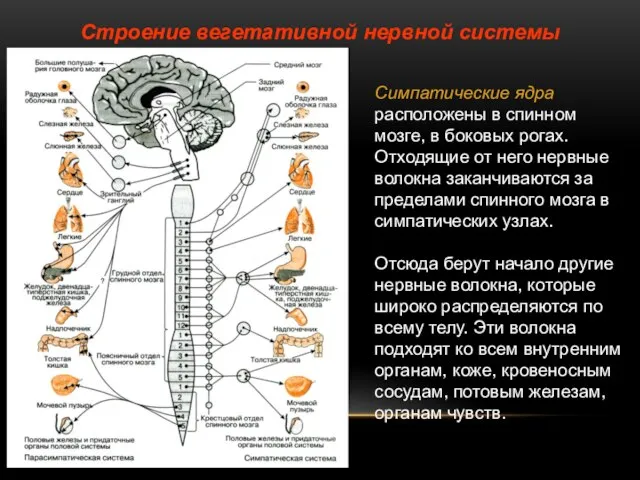 Строение вегетативной нервной системы Симпатические ядра расположены в спинном мозге, в боковых
