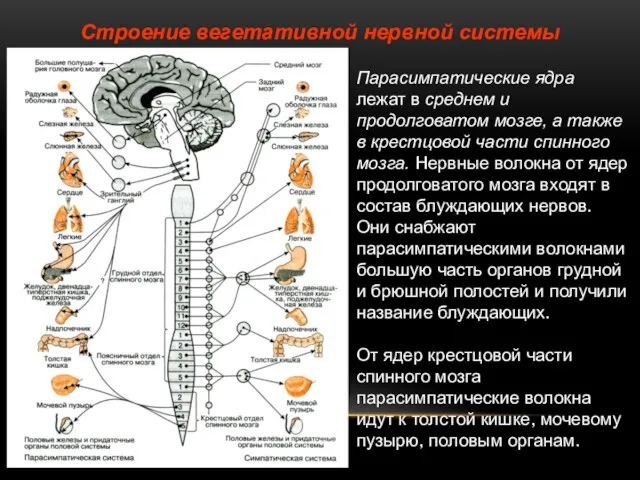 Строение вегетативной нервной системы Парасимпатические ядра лежат в среднем и продолговатом мозге,