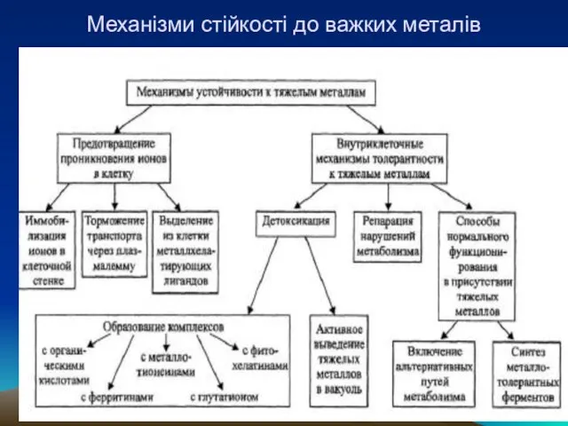 Механізми стійкості до важких металів