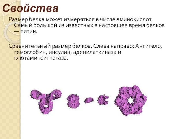 Свойства Размер белка может измеряться в числе аминокислот. Самый большой из известных