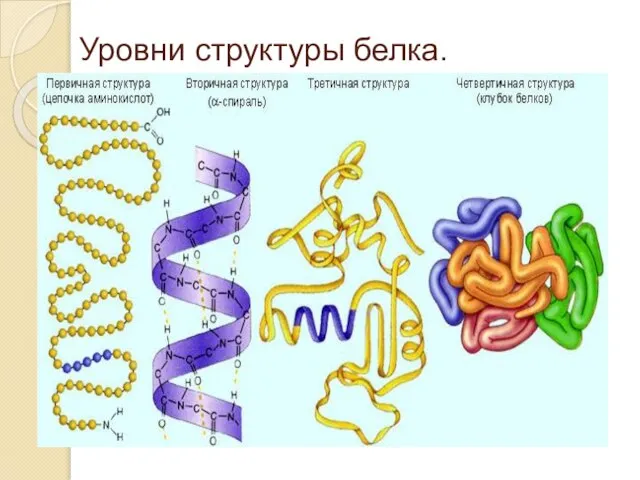 Уровни структуры белка.