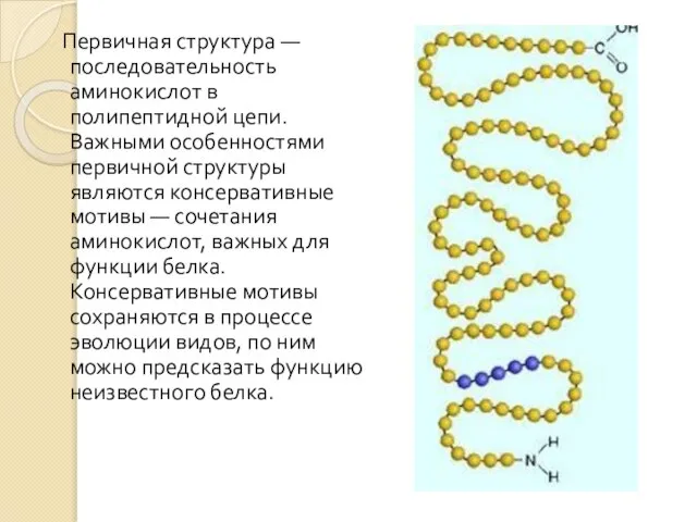 Первичная структура — последовательность аминокислот в полипептидной цепи. Важными особенностями первичной структуры