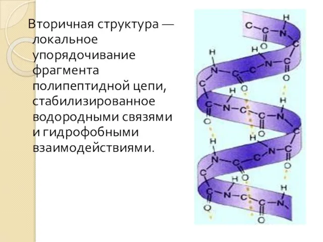 Вторичная структура — локальное упорядочивание фрагмента полипептидной цепи, стабилизированное водородными связями и гидрофобными взаимодействиями.