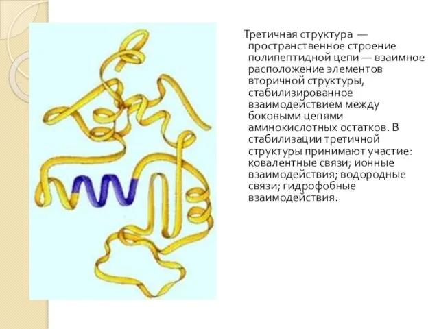 Третичная структура — пространственное строение полипептидной цепи — взаимное расположение элементов вторичной