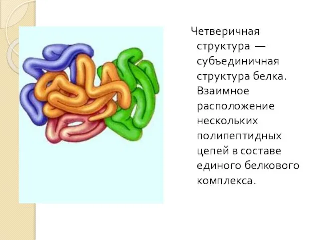 Четверичная структура — субъединичная структура белка. Взаимное расположение нескольких полипептидных цепей в составе единого белкового комплекса.