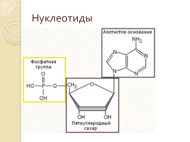 Нуклеотиды