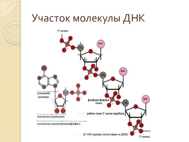 Участок молекулы ДНК
