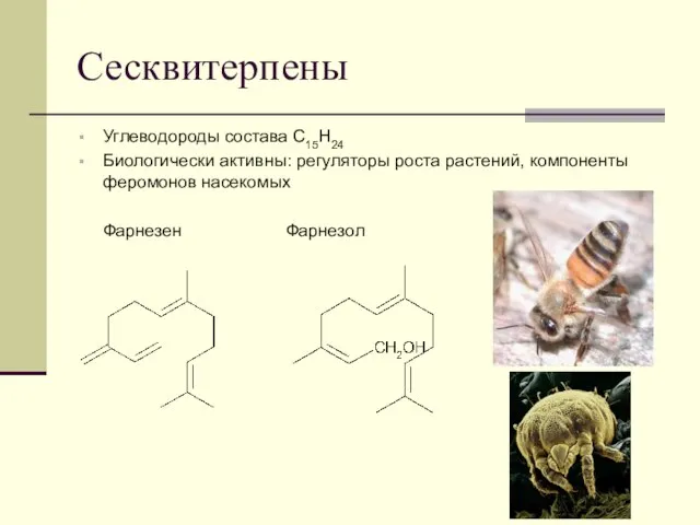 Сесквитерпены Углеводороды состава С15Н24 Биологически активны: регуляторы роста растений, компоненты феромонов насекомых Фарнезен Фарнезол