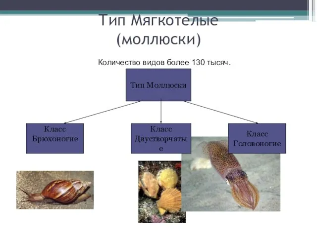 Тип Мягкотелые (моллюски) Количество видов более 130 тысяч. Тип Моллюски Класс Брюхоногие Класс Двустворчатые Класс Головоногие