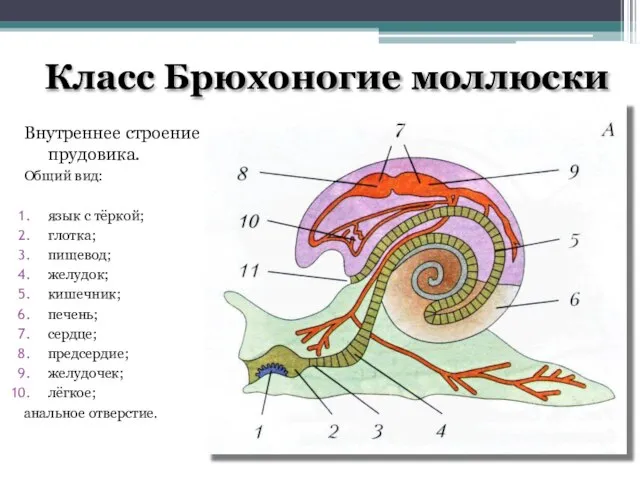 Класс Брюхоногие моллюски Внутреннее строение прудовика. Общий вид: язык с тёркой; глотка;