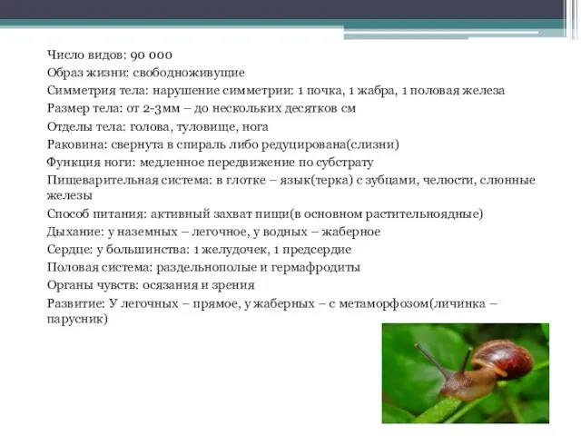 Число видов: 90 000 Образ жизни: свободноживущие Симметрия тела: нарушение симметрии: 1