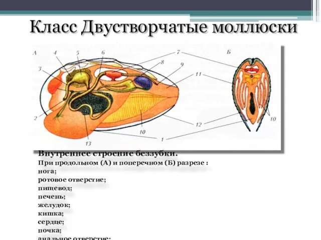 Класс Двустворчатые моллюски Внутреннее строение беззубки. При продольном (А) и поперечном (Б)