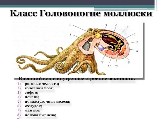 Класс Головоногие моллюски Внешний вид и внутреннее строение осьминога. роговые челюсти; головной