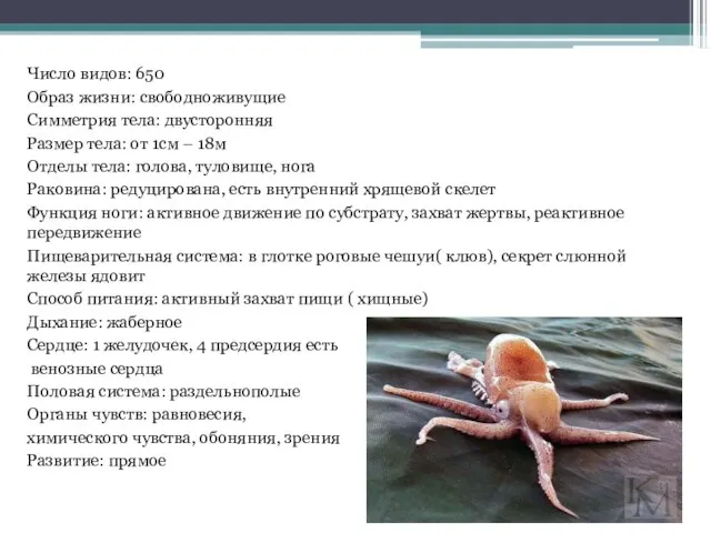 Число видов: 650 Образ жизни: свободноживущие Симметрия тела: двусторонняя Размер тела: от