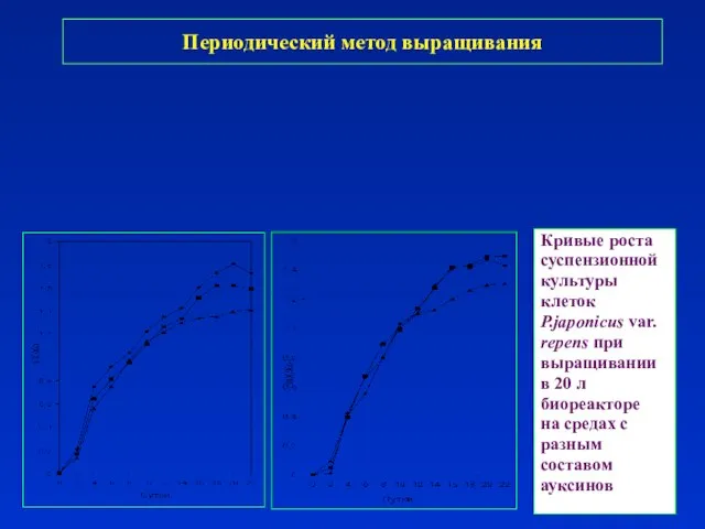 Кривые роста суспензионной культуры клеток P.japonicus var. repens при выращивании в 20