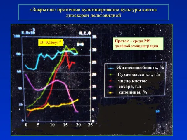 «Закрытое» проточное культивирование культуры клеток диоскореи дельтовидной D=0,15сут-1 Проток – среда MS двойной концентрации