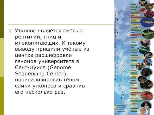 Утконос является смесью рептилий, птиц и млекопитающих. К такому выводу пришили учёные