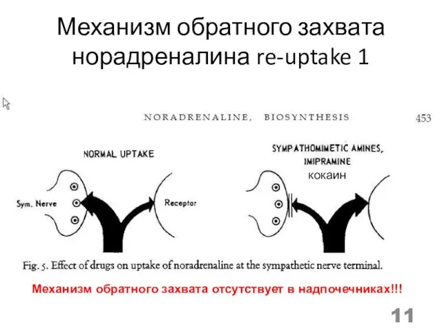 Механизм обратного захвата норадреналина re-uptake 1 Механизм обратного захвата отсутствует в надпочечниках!!! кокаин