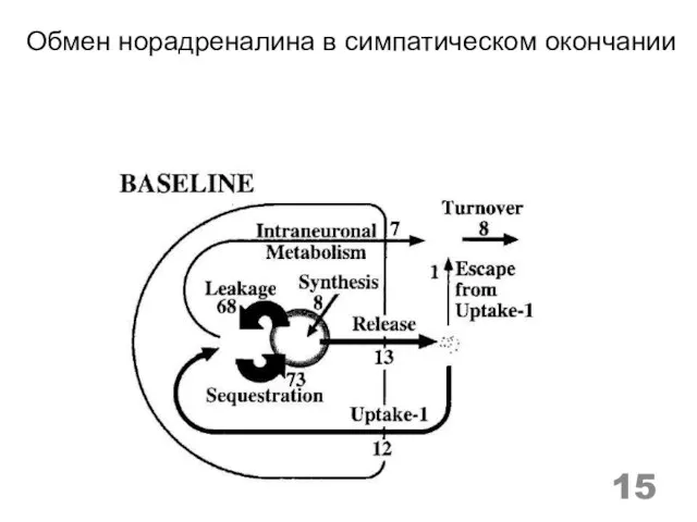 Обмен норадреналина в симпатическом окончании