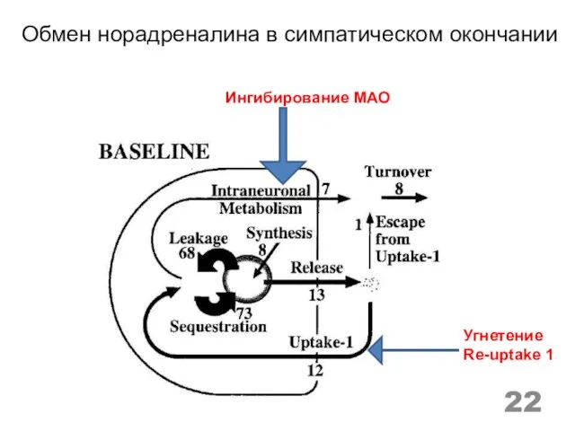 Обмен норадреналина в симпатическом окончании