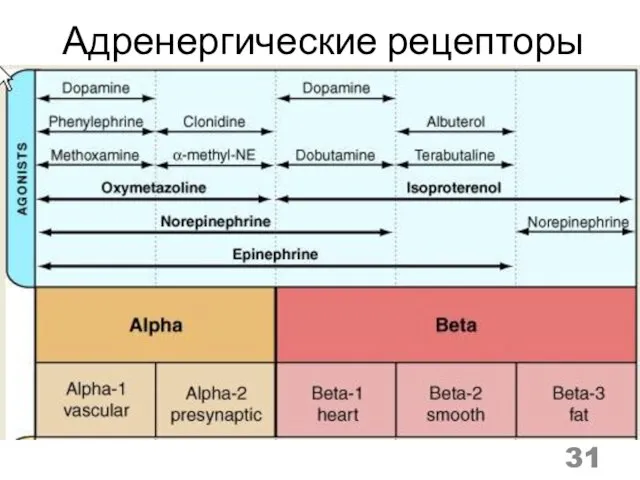 Адренергические рецепторы