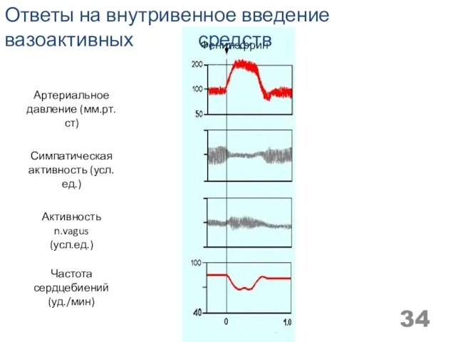 Ответы на внутривенное введение вазоактивных средств Артериальное давление (мм.рт.ст) Симпатическая активность (усл.ед.)